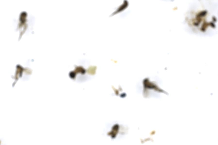 Image 78